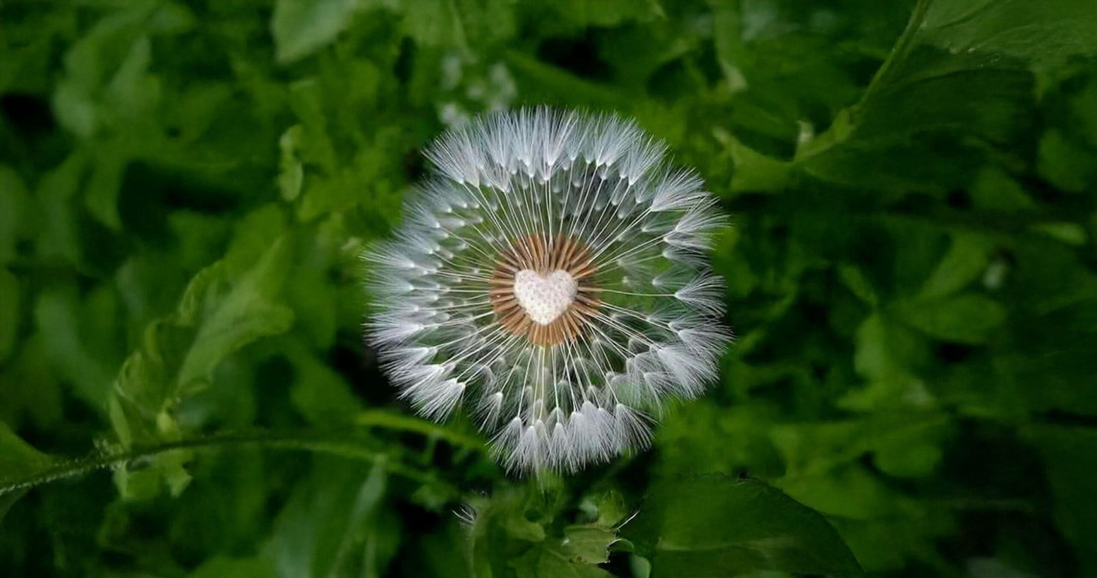 article_problemes_sexuels_et_psychologie_de_l_energie