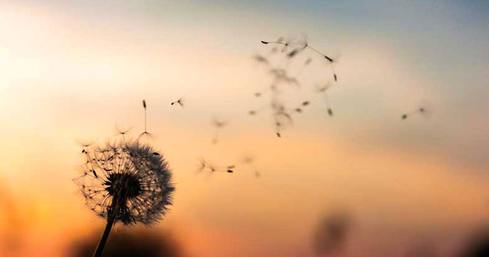 article_qu_est_ce_que_l_eft