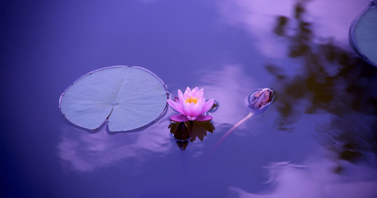 article_surmonter_phobies_via_hypnotherapie_integrative